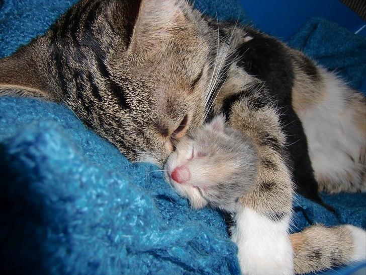 Huskat Titi - En uforglemmelig stund der viser hendes store kærlighed til hendes unger og den samme viser hun til mennesker. billede 7