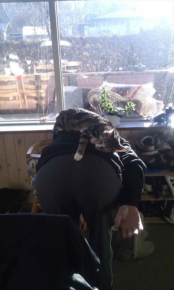 Huskat Titi - Hvis man ikke lige ser at Titi gerne vil løftes, så skal hun nok selv finde en måde til at komme op til dig. billede 8