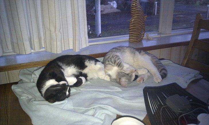 Huskat Mini Miv - Det er dejligt at sove på bordet med sin bror (til venstre) Leger de mon spejl i søvne, eller er det et søskendegen at man skal ligge ens? billede 6