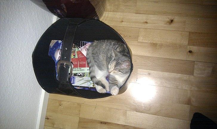 Huskat Mini Miv - Mini der ligger og drømmer om kasser i en kasse. billede 4