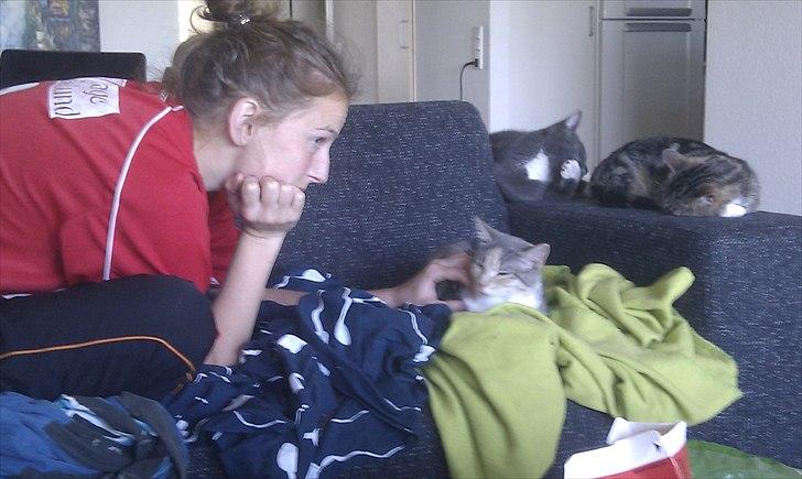 Huskat Mini Miv - Lidt hygge og nusning kan godt bruges en gang i mellem. billede 8