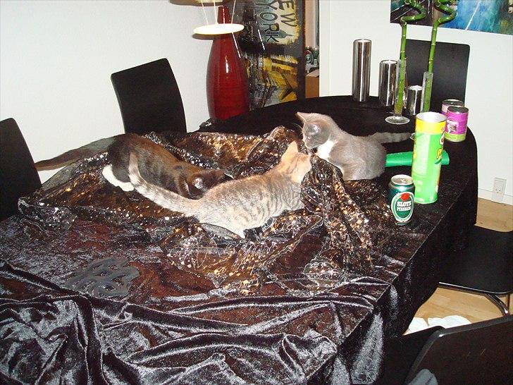 Huskat Mini Miv - Når der skal dækkes fint op, er der altid mulighed for at lave ulykker og det skal de 3 søskende nok finde ud af. Mini er den lys-stribede der har begravet sig bedst i den dug der en gang var fin.  billede 9