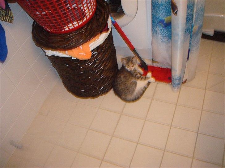 Huskat Mini Miv - Gulvet på badeværelset er et perfekt sted at slappe af, da der er varme i gulvet. billede 10