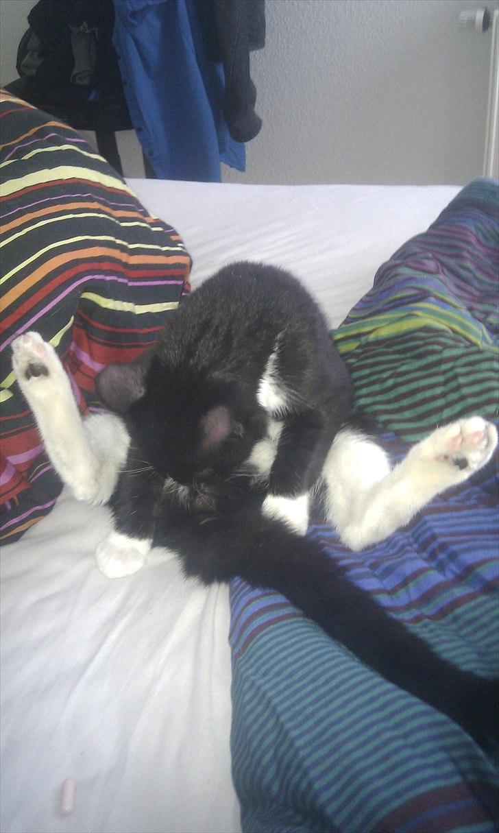 Huskat Figaro aka Figo - Når der skal vaskes så skal det gøres ordentligt. billede 1