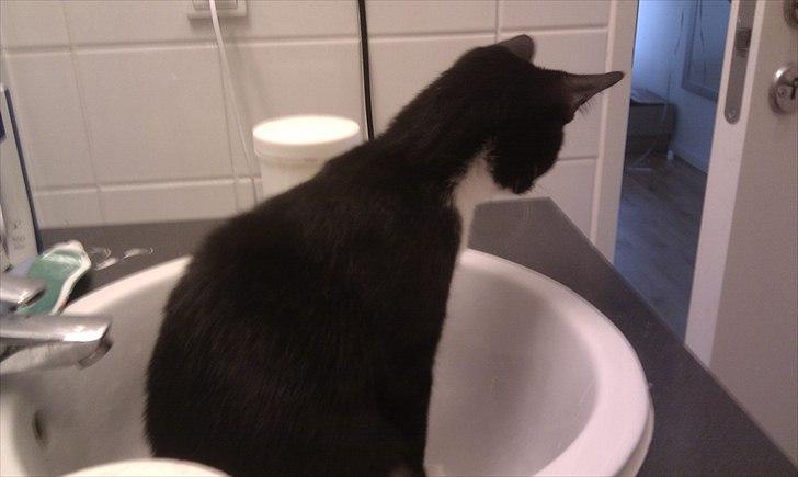 Huskat Figaro aka Figo - figo der gør klar til at hoppe ned på den næste der kommer forbi som et overraskelsesangreb fra vasken. billede 2