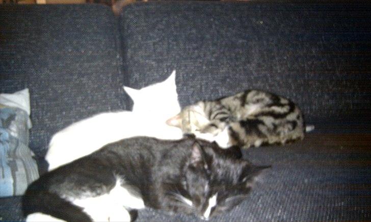 Huskat Figaro aka Figo - Når den står på hygge fra de store tøser er figo altid klar til at hygge med dem billede 3