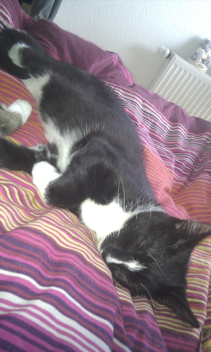 Huskat Figaro aka Figo - Billedet taler vidst for sig selv. NÅÅÅÅH billede 4