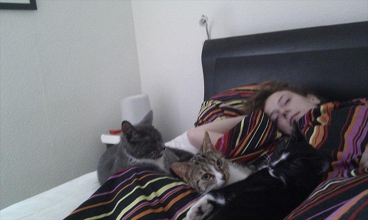 Huskat Figaro aka Figo - Lidt dejlig morgenhygge i sengen billede 5