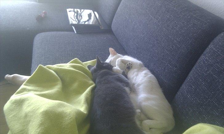 Huskat Terminator - er der noget bedre end at få lov til at sove med sin drømmepige. terminator vil i hvert fald gøre alt for at komme til det. billede 6