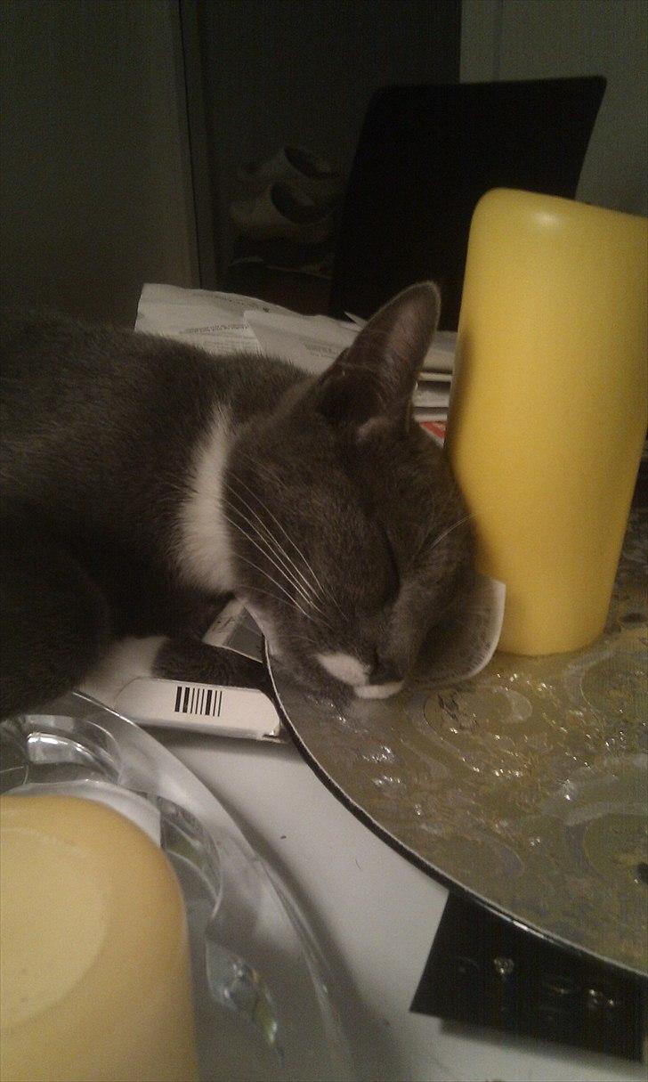 Huskat Terminator - Det kan være hårdt at lege og det tog så hårdt på terminator at han fik lyst til at sove det første sted han så, hvilket ende med lysdekorationen som hovedpude billede 7