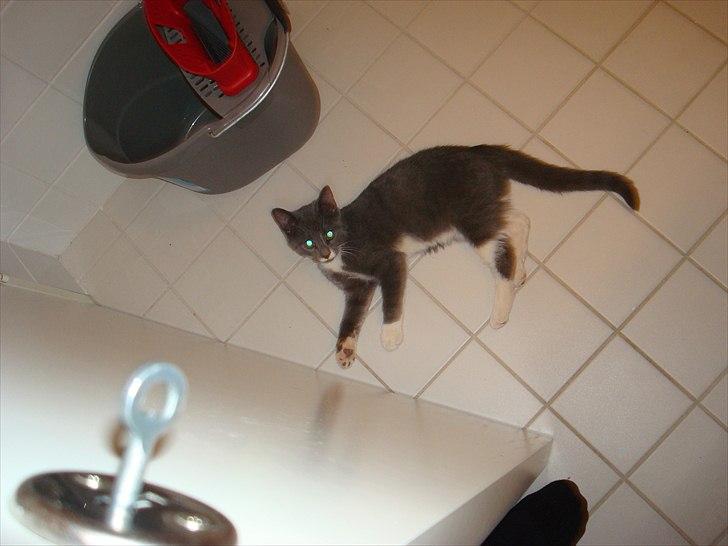 Huskat Terminator - Terminator er en mis der virkelig vil gøre alt for at følge sin ejer i tykt og tyndt, hvilket betyder at hvis man går på toilet så skal han nok være ved en til at man går ud igen. billede 8