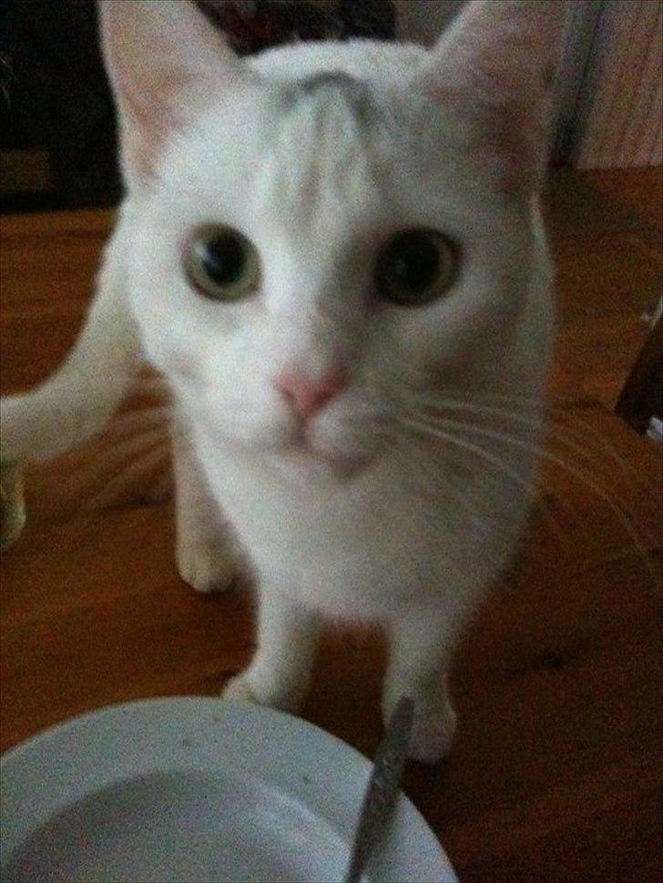 Blanding af racer Silke - Silke har fundet ud af at hvis hun var hurtig nok var der måske ingen der opdagede hun spiste morgenmaden billede 3