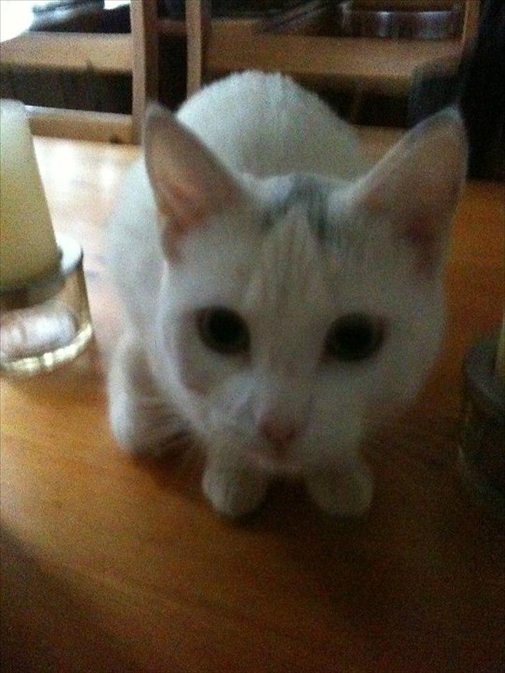 Blanding af racer Silke billede 11