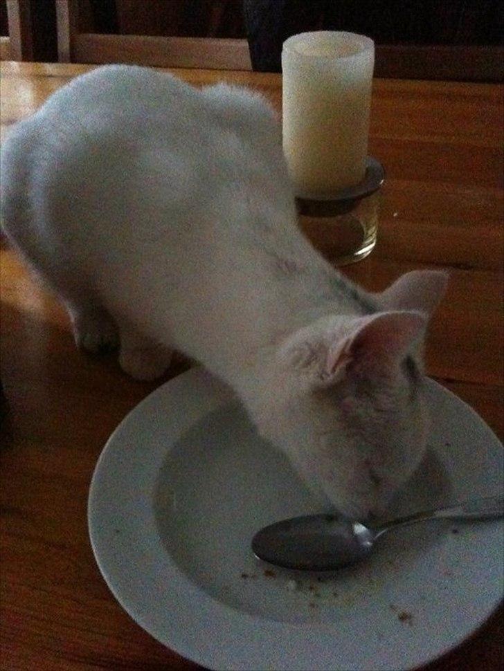 Blanding af racer Silke billede 12