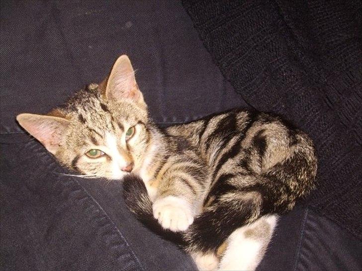 Huskat Titi billede 9