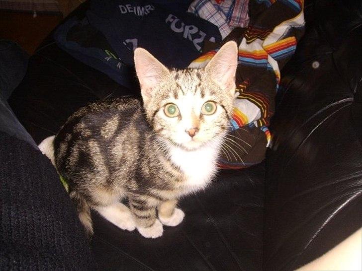 Huskat Titi billede 4