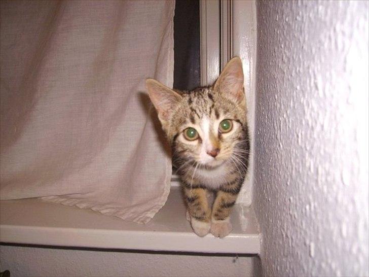 Huskat Titi billede 5