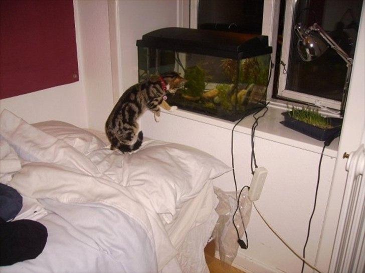 Huskat Titi billede 10