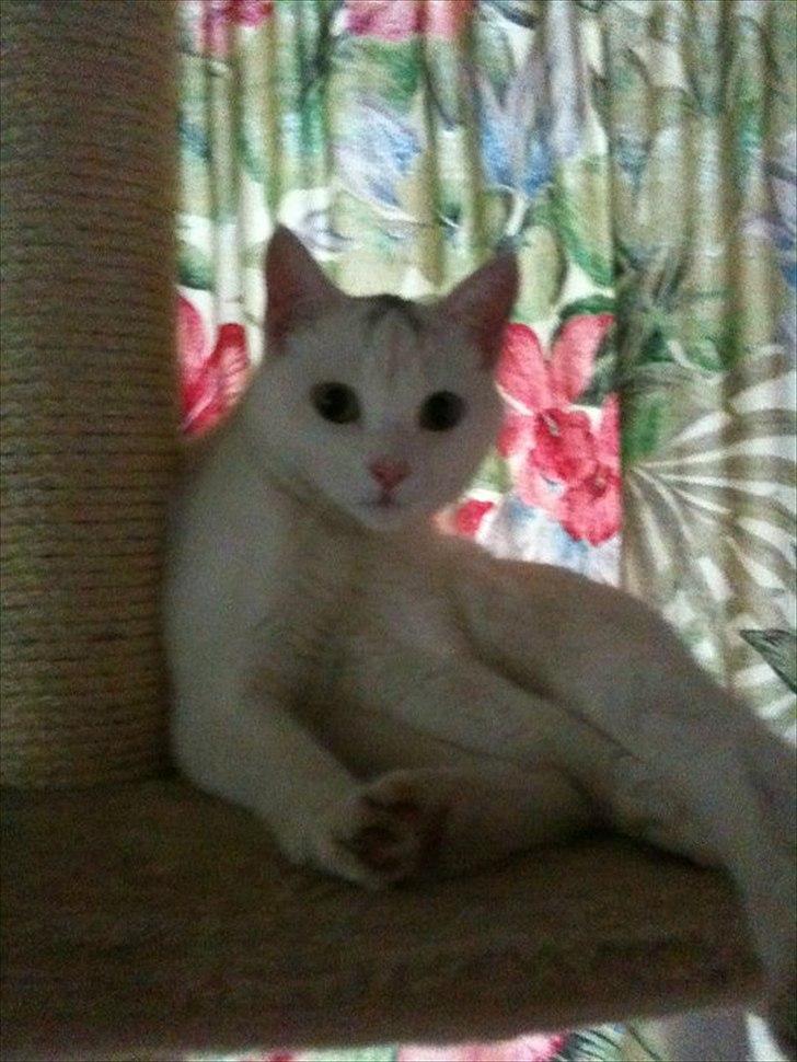 Blanding af racer Silke billede 8