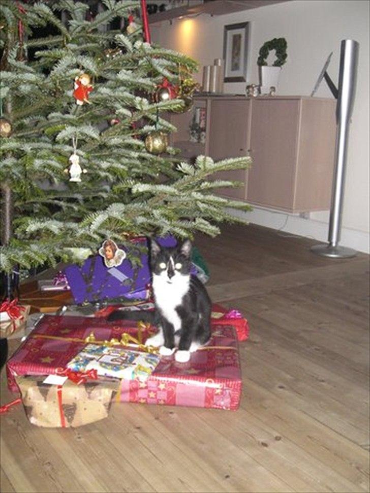 Huskat Felix - Felix´ første jul :-) billede 9