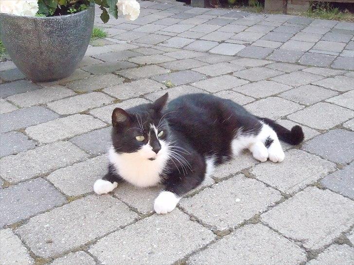 Huskat Felix billede 10