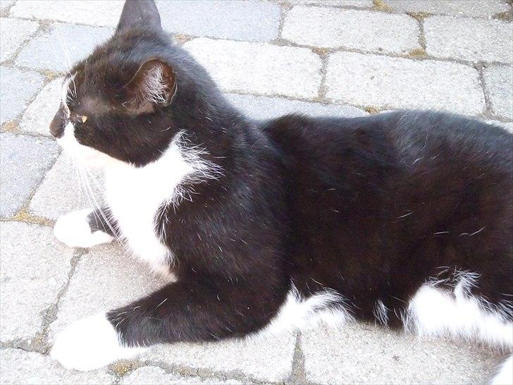 Huskat Felix billede 11