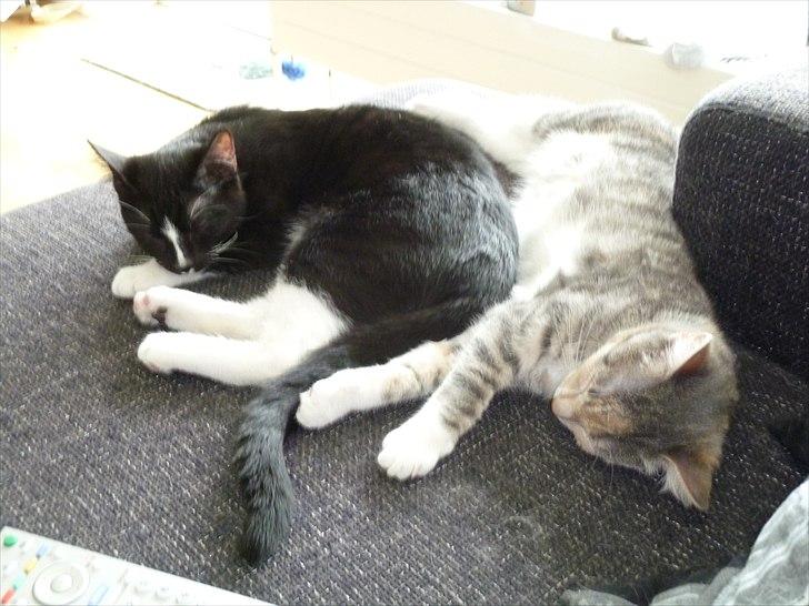 Huskat Mini Miv - Mini(til højre) og figo der nyder livet :D billede 7