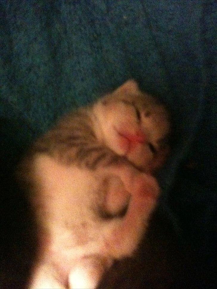 Huskat Mini Miv billede 11