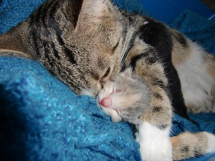 Huskat Mini Miv - Mini har altid været mors lille guldklump, og stadig ser man at hun hygger ved mor, som hun gjorde den gang. billede 3