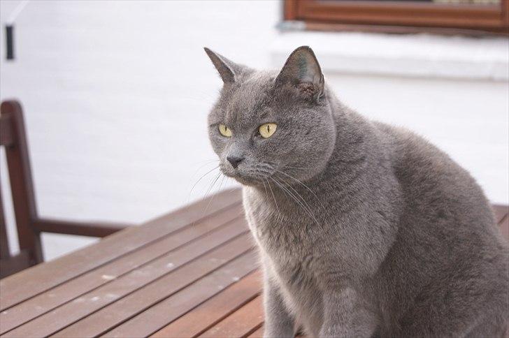 Blanding af racer Figi (Figaro)  billede 9