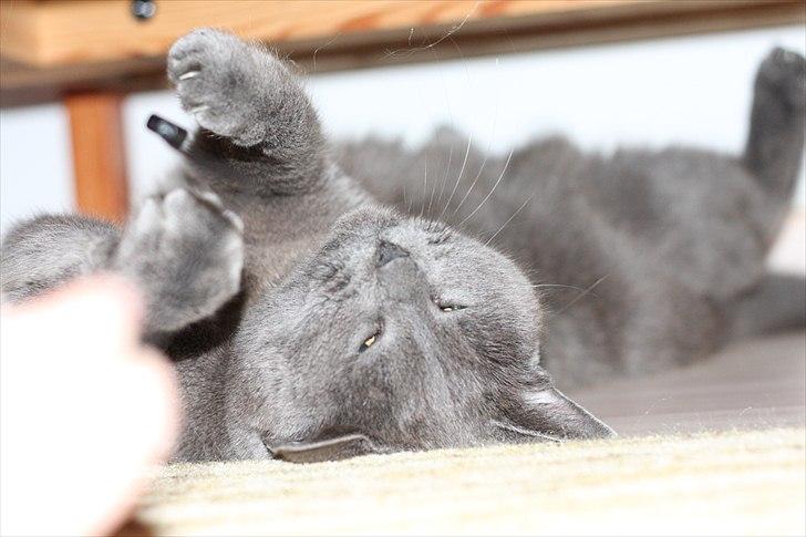 Blanding af racer Figi (Figaro)  billede 10