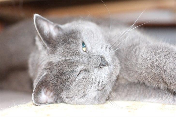 Blanding af racer Figi (Figaro)  billede 11