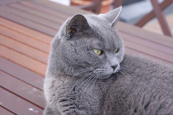 Blanding af racer Figi (Figaro)  billede 12