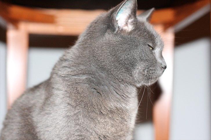 Blanding af racer Figi (Figaro)  billede 13