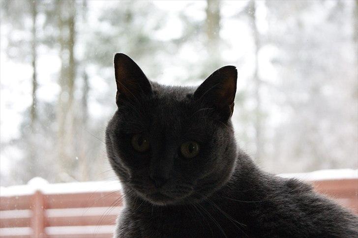 Blanding af racer Figi (Figaro)  billede 14