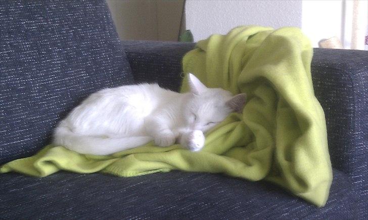 Blanding af racer Silke - Filttæpper er bare de bedste!! billede 13