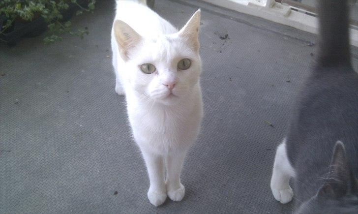 Blanding af racer Silke - frk. nysgerrig billede 1