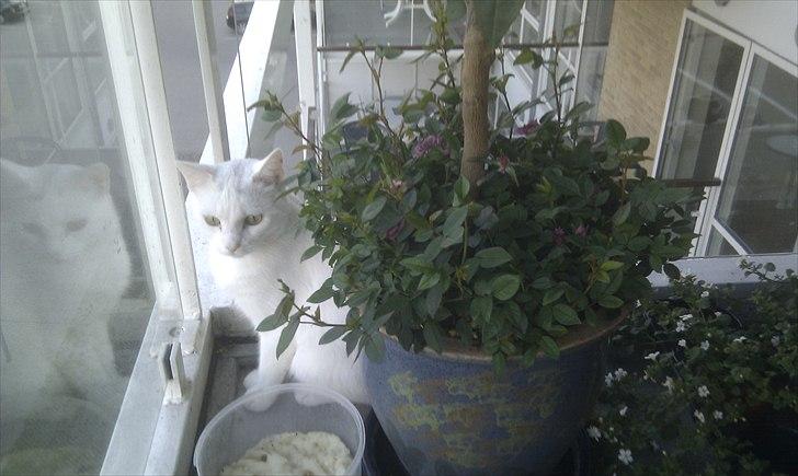 Blanding af racer Silke - Silkes ynglings sted for her kan hun holde øje med alle i nabolaget :D  billede 14