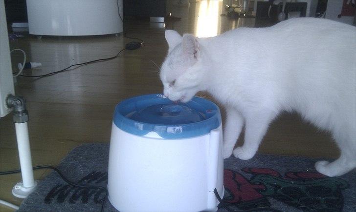 Blanding af racer Silke - Silke elsker frisk vand så det var et kæmpe hit da vi kom hjem med danne smarte opfindelse billede 7