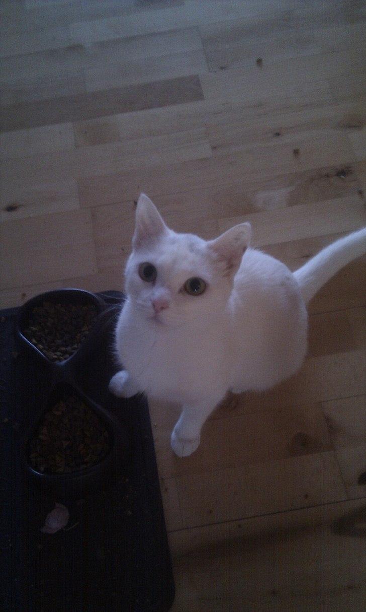 Blanding af racer Silke - "mener du virkelig jeg skal spise det mad?" billede 4