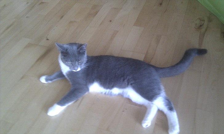 Huskat Terminator - Kongen har lagt sig! billede 3