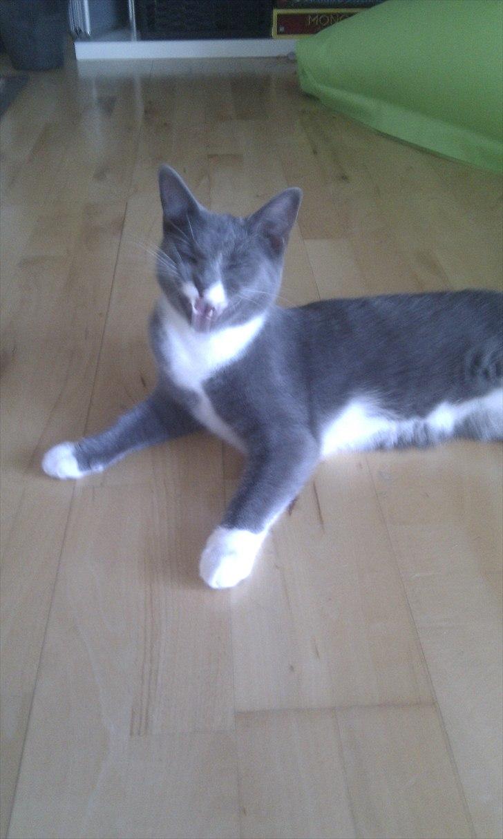 Huskat Terminator - stort brøl!! billede 4