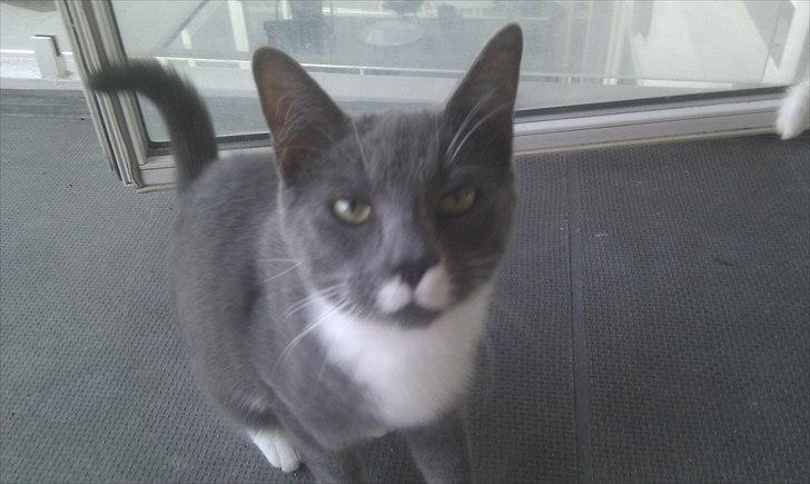 Huskat Terminator - "undskyld sagde du noget?" billede 2