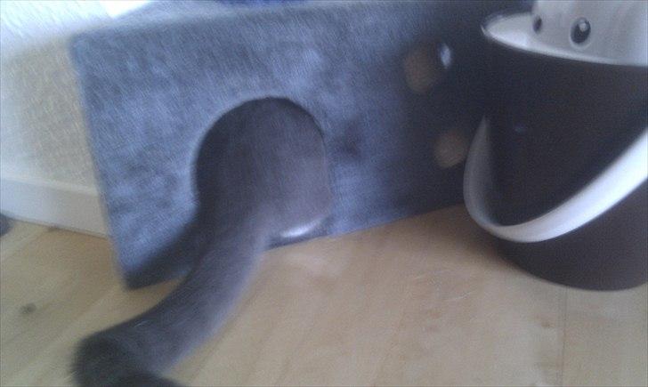 Huskat Terminator - terminator på vej ind i et alt for lille legerum til ham, men med indstillingen om at han er den mindste misser der billede 9