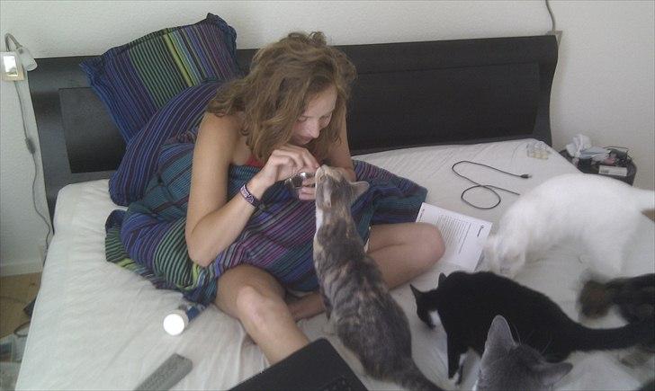 Huskat Mini Miv billede 5