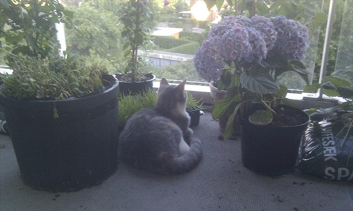 Huskat Mini Miv - Mini der ligger og nyder at hun kan se over hele nabolaget billede 12