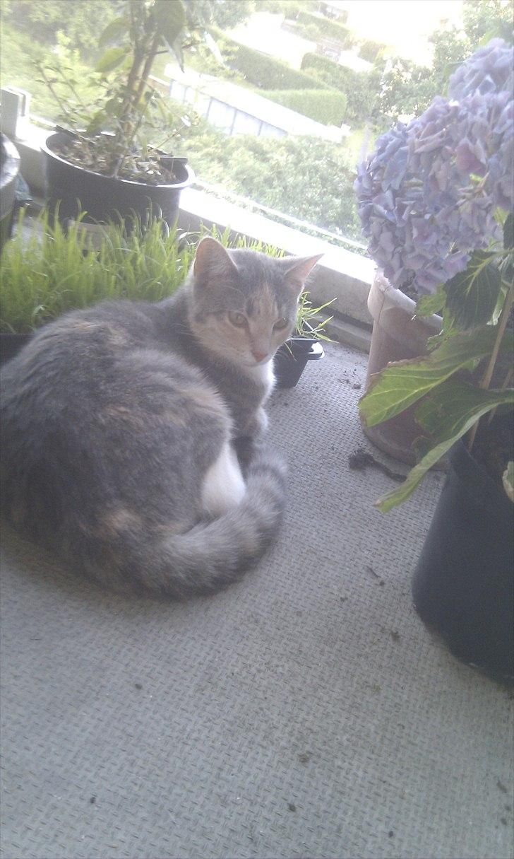 Huskat Mini Miv billede 2