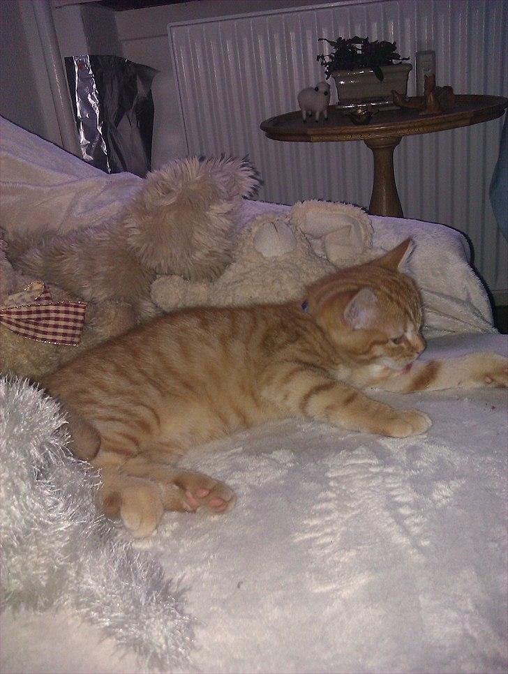 Huskat Gulliver *Sov godt, Skat* - Juni 2011.. første aften hjemme (: billede 3