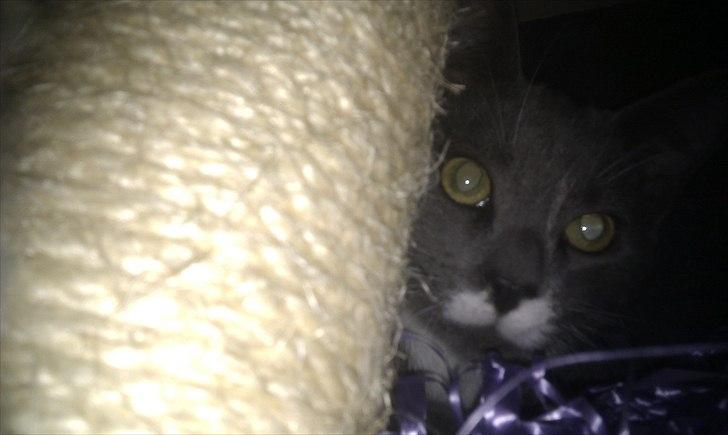 Huskat Terminator - termi inde i den mindste legekasse :D billede 11