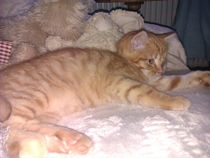 Huskat Gulliver *Sov godt, Skat* - Juni 2011... første aften hjemme.. billede 2